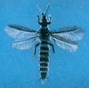 Thrips