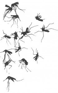 Aedes mosquitoes - Bedbugs, Bites, Stings and Itches - Page 64