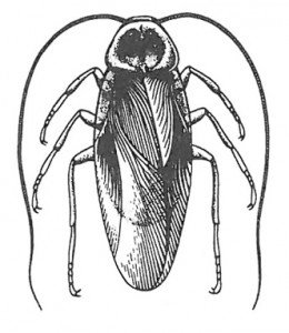 American cockroach