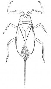 Water scorpion
