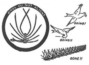 Barbed wire for the fighting and prevention of pigeons
