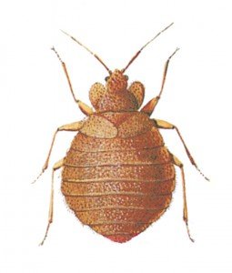 Bed bug