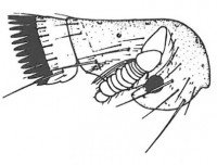 Bird flea