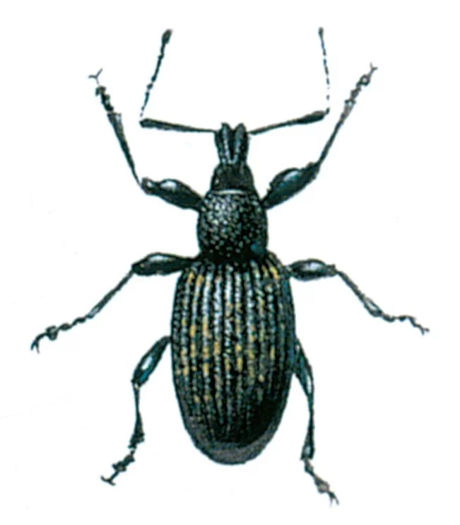 Black vine weevil