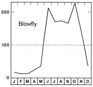 Blowfly season