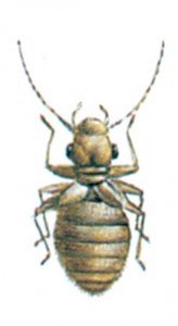 booklice psocoptera