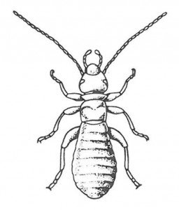 Booklouse