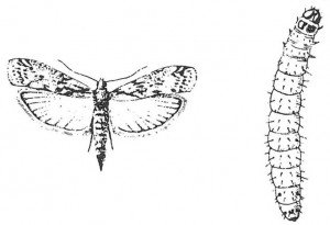 Brown brown flour moth and larva
