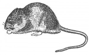 Brown rat eating
