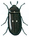 Carpet beetle