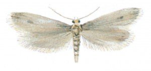 Case bearing clothes moth