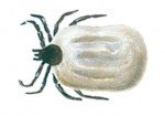 Castor bean tick - Pests in House and Home - Page 41