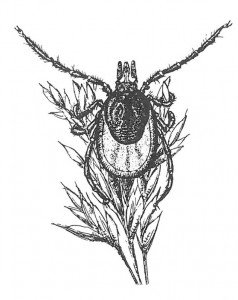 Castor bean tick attacks with its front pair of legs