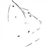 Cat biting lice