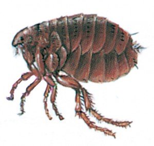 Cat flea 