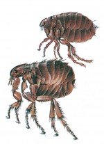 Cat flea and human flea