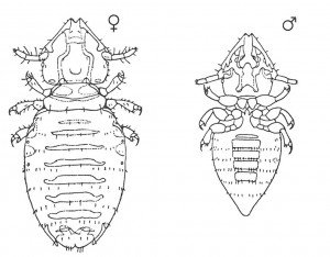 Cat biting lice are quite small