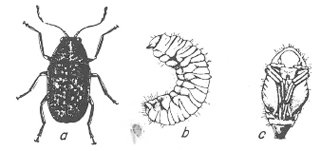 The coffee bean weevil Pestium