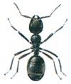 Common black ant