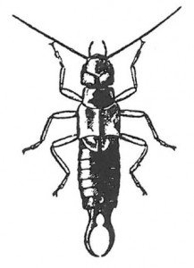 Common earwig