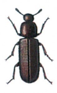 Confused flour beetle