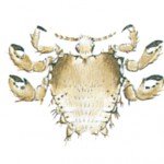 Lice and crab louse