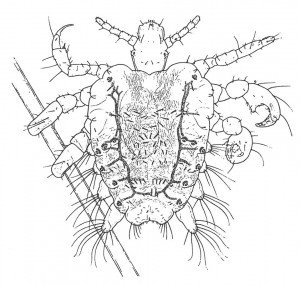 Crab louse