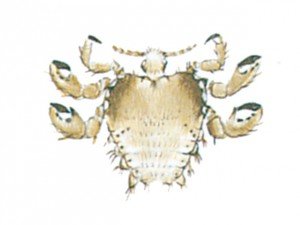 Crab louse