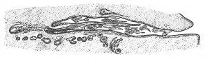 Cross section of follicle mites on a dog
