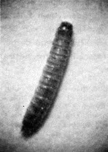 Dark flour beetle larva