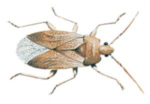 Debris bug