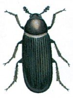 Dermestid beetle
