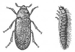Dermestid beetle, adult and larva