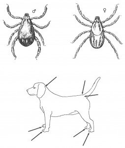 Difference between brown dog tick and castor bean tick