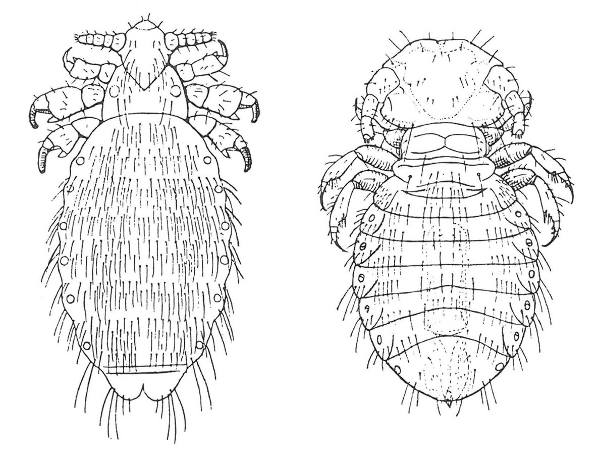 Lice on dogs Only two species of louse live on dogs