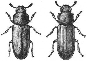 Difference between the rust-red flour beetle and the confused flour beetle
