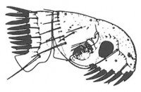 Dog flea