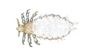 Dog Louse