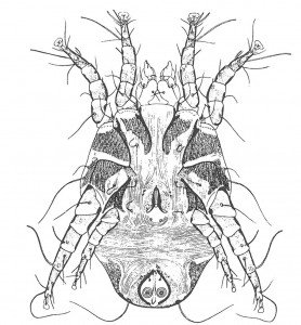 European house dust mite