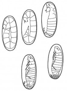 Flea larva developing in cocoon