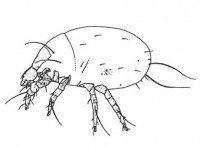Flour mite, Acarus siro