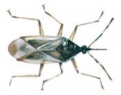 Flower bug