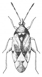 Flower bug