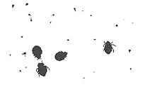 Adult bed bugs and their excrement