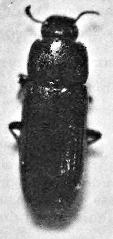 Fully grown dark flour beetle