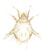 Furniture mite