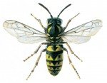 German wasp