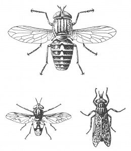 Giant horse fly