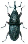 Granary weevil