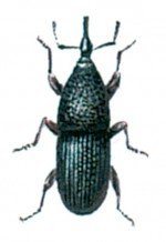Granary weevil